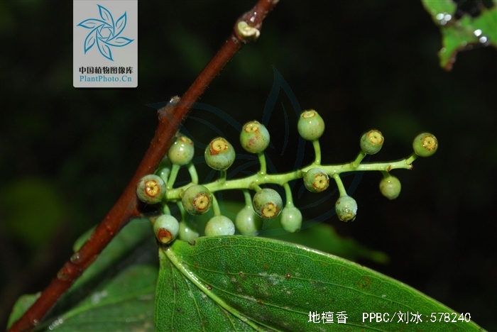 种别名 为岩子果, a href="#" data-lemmaid="2157143">冬青叶 /a>,老