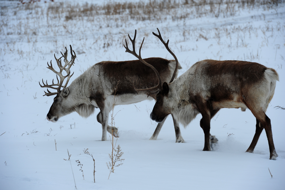  p>驯鹿东北亚种是驯鹿属的一个亚种,形体奇特,肩高1米多,头似马,身似