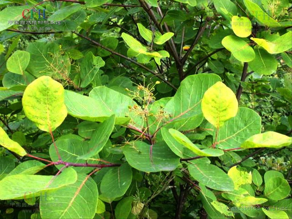  p data-id="gn80chfp5p">毛叶黄栌,又名岩棕树,卷子树,植物界黄栌树