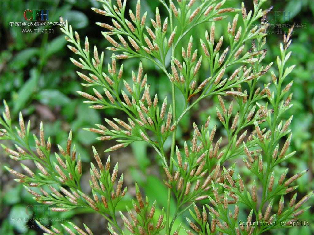  p>金粉蕨属(学名: b>onychium /b>&nbsp;kaulf.