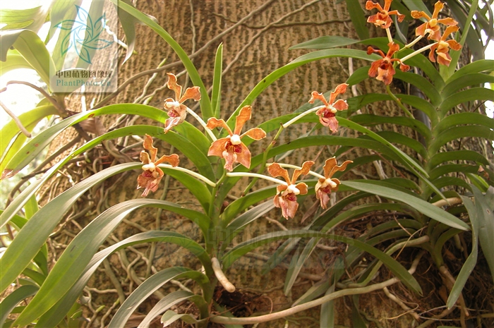  p>纯色万代 b>兰 /b>(拉丁学名: i>vanda subconcolor /i> t.