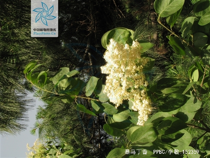  p> b>暴马丁香 /b>(学名: i>syringa reticulata /i> (blume) h.