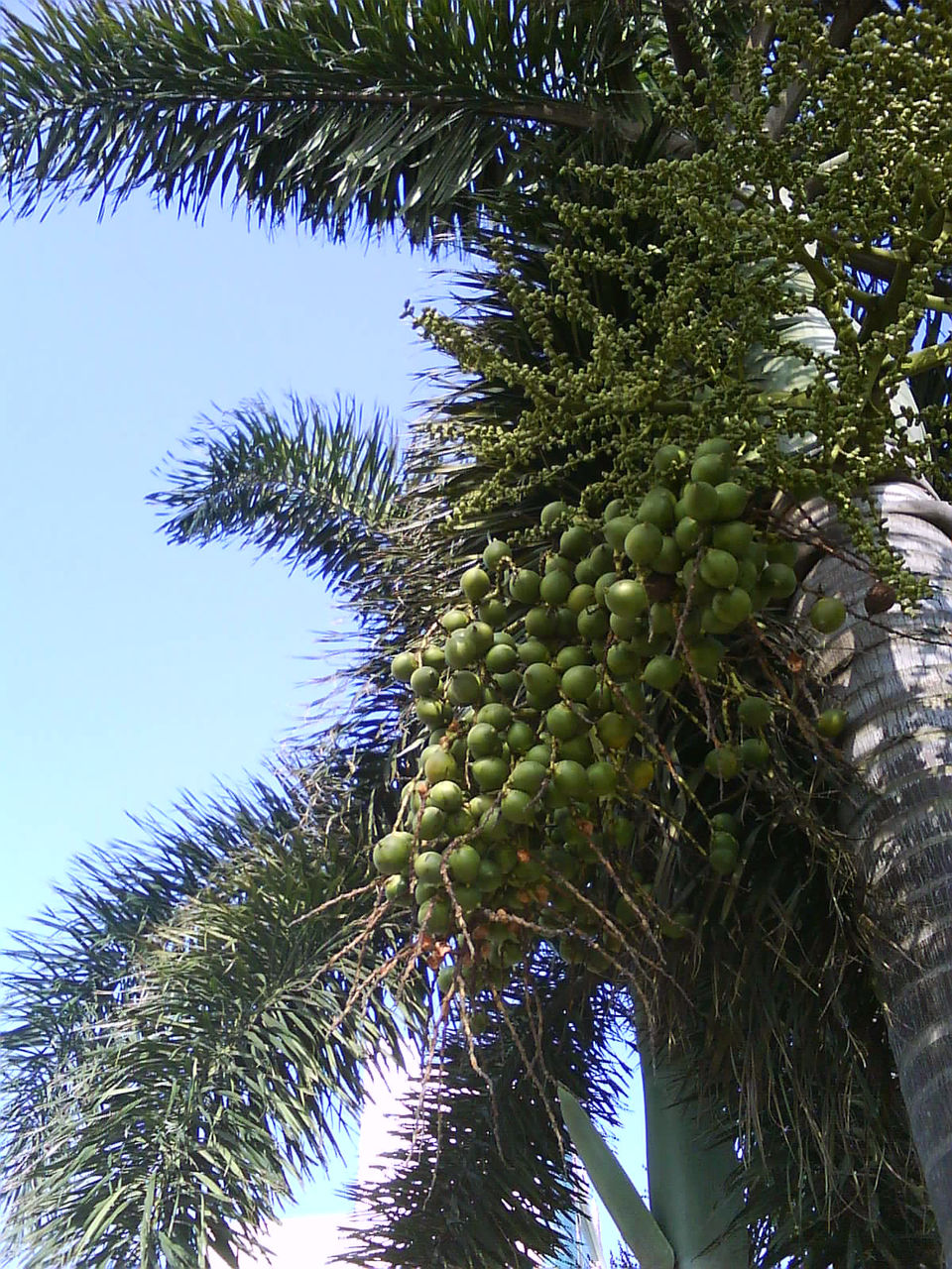  p data-id="tzczneqtfvtr">狐尾椰是棕榈科狐