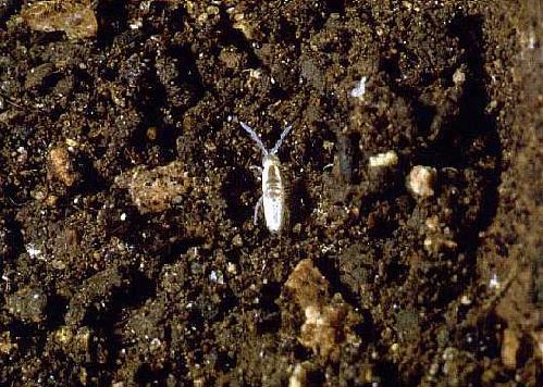 collembola