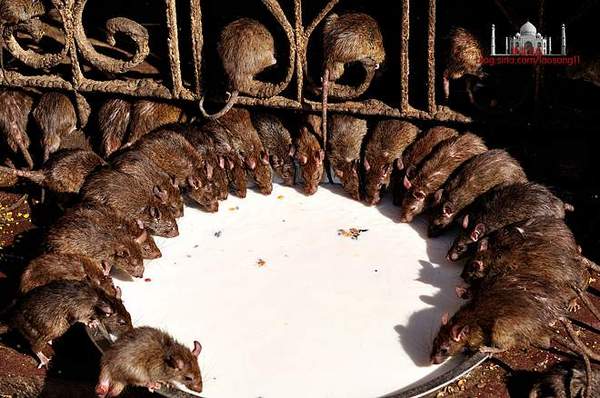 一位虔诚的印度都徒卡尔尼在公元十五世纪时兴建了一座老鼠庙