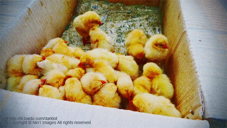 小鸡
