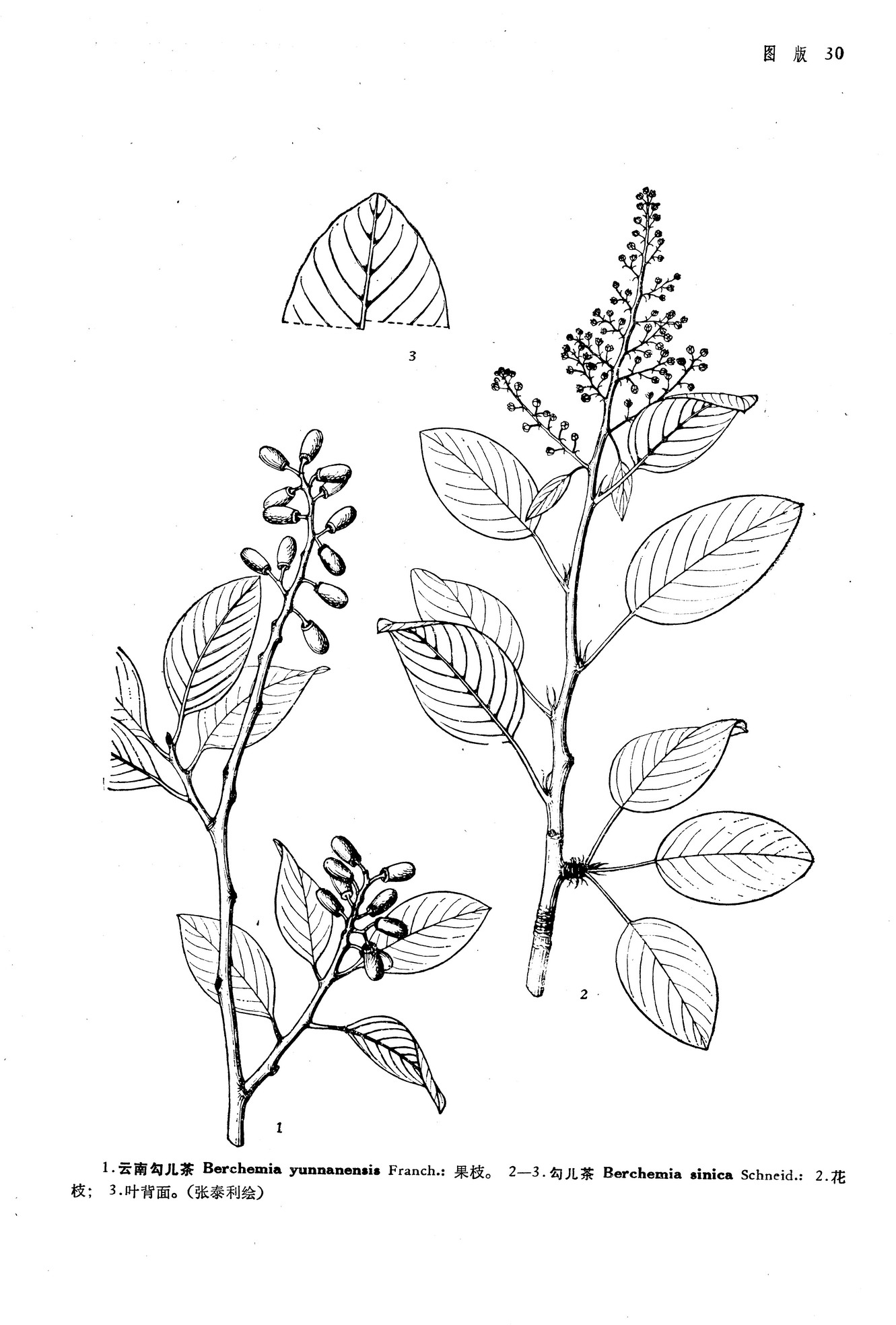  p data-id="gnbboelr39"> b>云南勾儿茶 /b>( i>berchemia