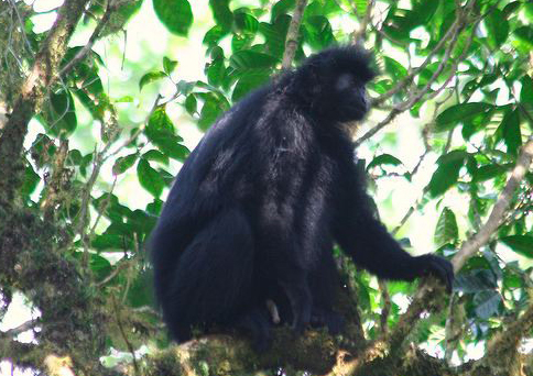  p>黑疣猴(学名: i>colobus satanas /i>):体长58-72厘米,尾长60-97