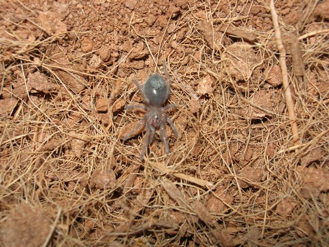  p> span class="ref" data-ctrid="2kpoonpjork">墨西哥红膝鸟蛛