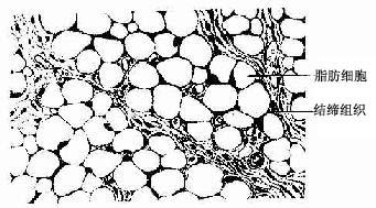 target="_blank" href="/item/脂肪细胞/1591206" data-lemmaid="