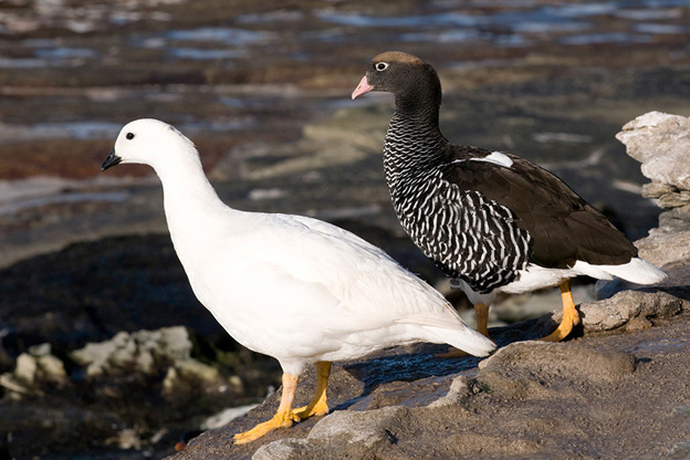 为雁形目鸭科的 a href="#" data-lemmaid="278334">鸟类 /a>