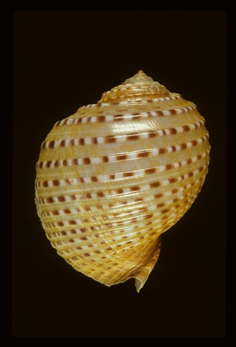  p>花鹑螺,又叫 a href="#">膨鼓螺 /a>, a href="#">酸肉螺 /a>;   a