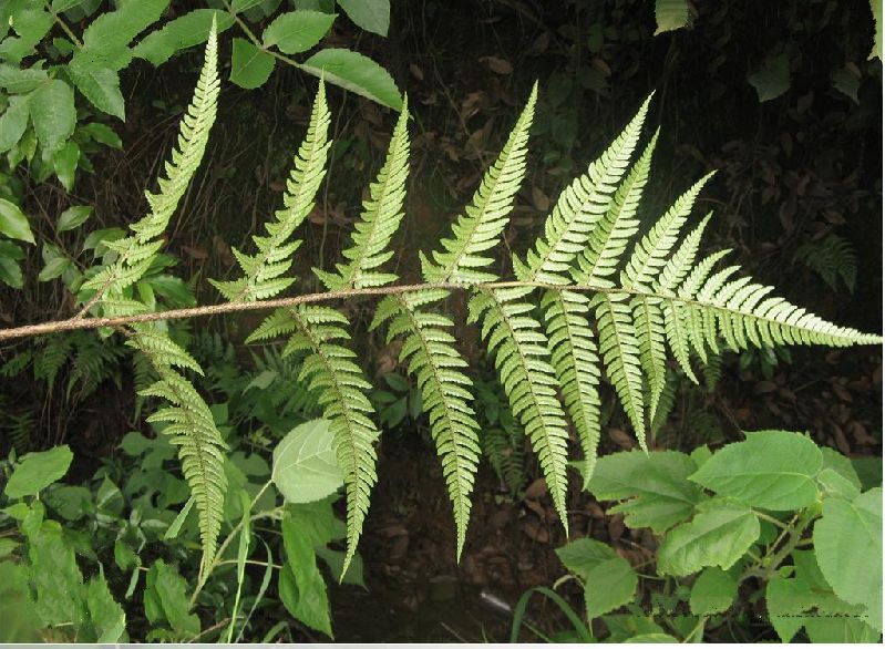  p>太平鳞毛蕨是鳞毛蕨科 a href="#" data-lemmaid="2864823">鳞毛蕨