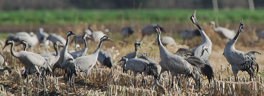  p>灰鹤(学名:grus grus)是大型 a href="#" data-lemmaid="26822">