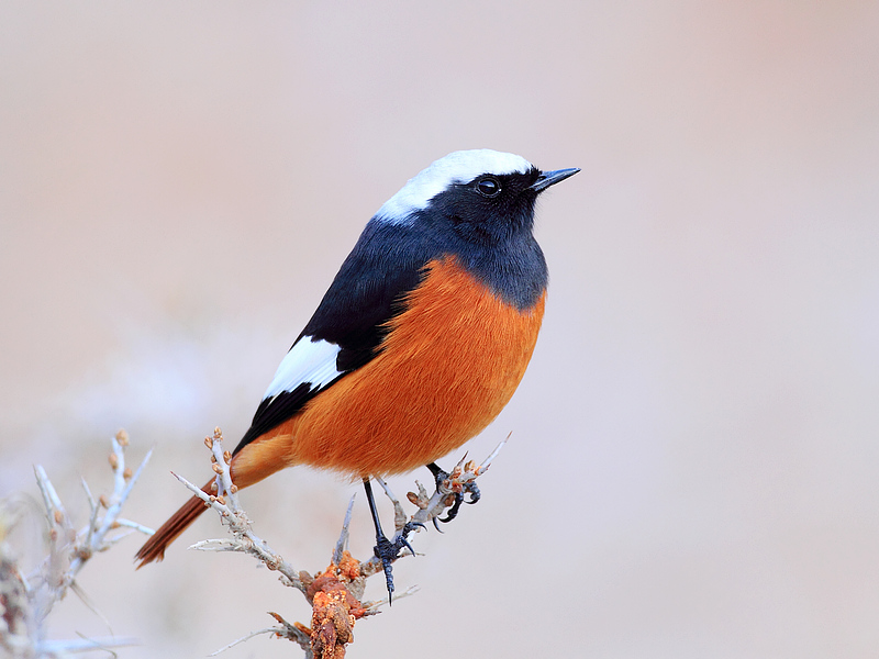  p>红腹红尾鸲(学名: i>phoenicurus erythrogastrus /i>)是鹟科,红尾