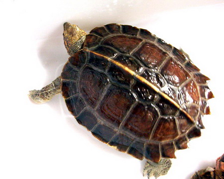 雄龟尾较粗长,泄殖孔超过背甲后缘;雌龟相反,成年雌龟繁殖期于每年的5