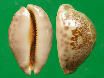  p>地理宝螺(学名:leporicypraea geographica geographica)是腹足纲