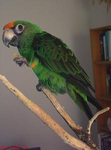  p>黑翅贾丁氏鹦鹉是贾丁氏鹦鹉的亚种.是此属中数量最多的鹦鹉.