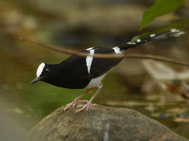  p>白额燕尾(学名: i>enicurus leschenaulti /i>)是鹟科,燕尾属中型