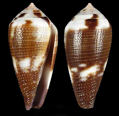  p>细线芋螺(学名:leporiconus tenuistriatus)壳表白色,有黑色或褐色