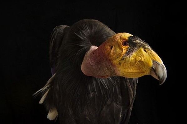  p>美国加州秃鹰是 a target="_blank" href="/item/北美/10447373"