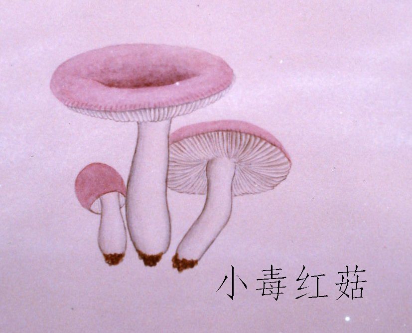  p>毒红菇,又名呕吐红菇,外观与 a href="#" data-lemmaid="2102977">