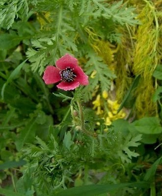 round pricklyhead poppy