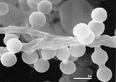 p>放线菌( i>actinomycetes /i>)是原核生物中一类能形成分枝菌丝和