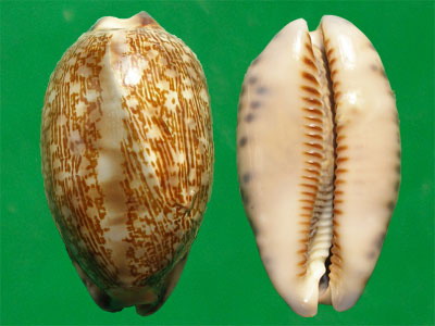  p>花枕宝螺(学名:mauritia eglantina)是 a href="#">腹足纲 /a> a