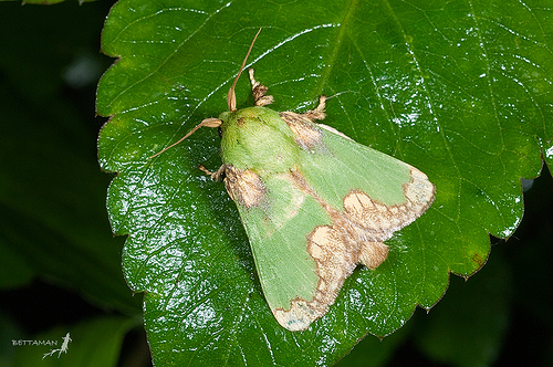 迹斑绿刺蛾