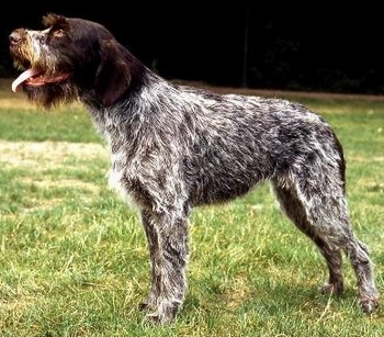  p>塞斯凯福瑟克犬,又称捷克向导猎犬,捷克粗毛猎犬,是一种枪猎犬