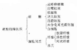  p>结缔组织由细胞和大量 a href="#" data-lemmaid="3234545">细胞间