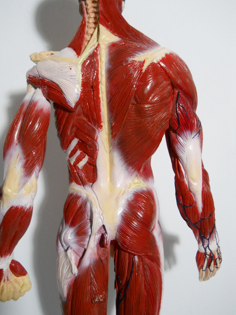 艺用人体肌肉模型