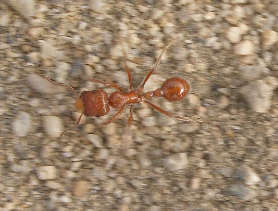 西方收获蚁(学名:pogonomyrmex occidentalis)是一种具社会性生活习性
