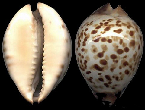  p>金字塔宝螺(学名:zoila eludens eludens)是腹足纲宝螺科的 a href