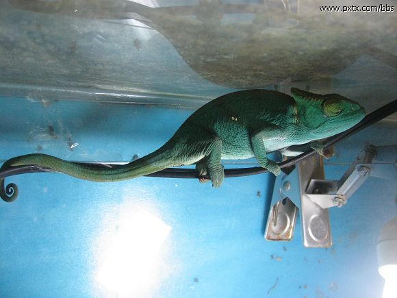  p>国王变色龙是变色龙科中体型最大也最重的一种,产于 a target="