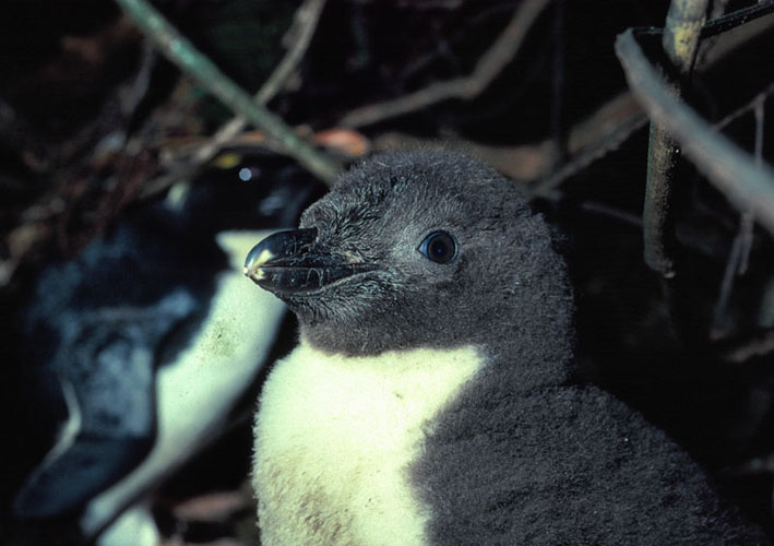  p>黄眉企鹅(学名: i>eudyptes pachyrhynchus /i>)在头上或眼睛旁都