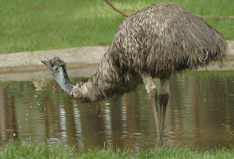 miáo](学名: i>dromaius novaehollandiae /i>),鸟纲鸸鹋科唯一 a