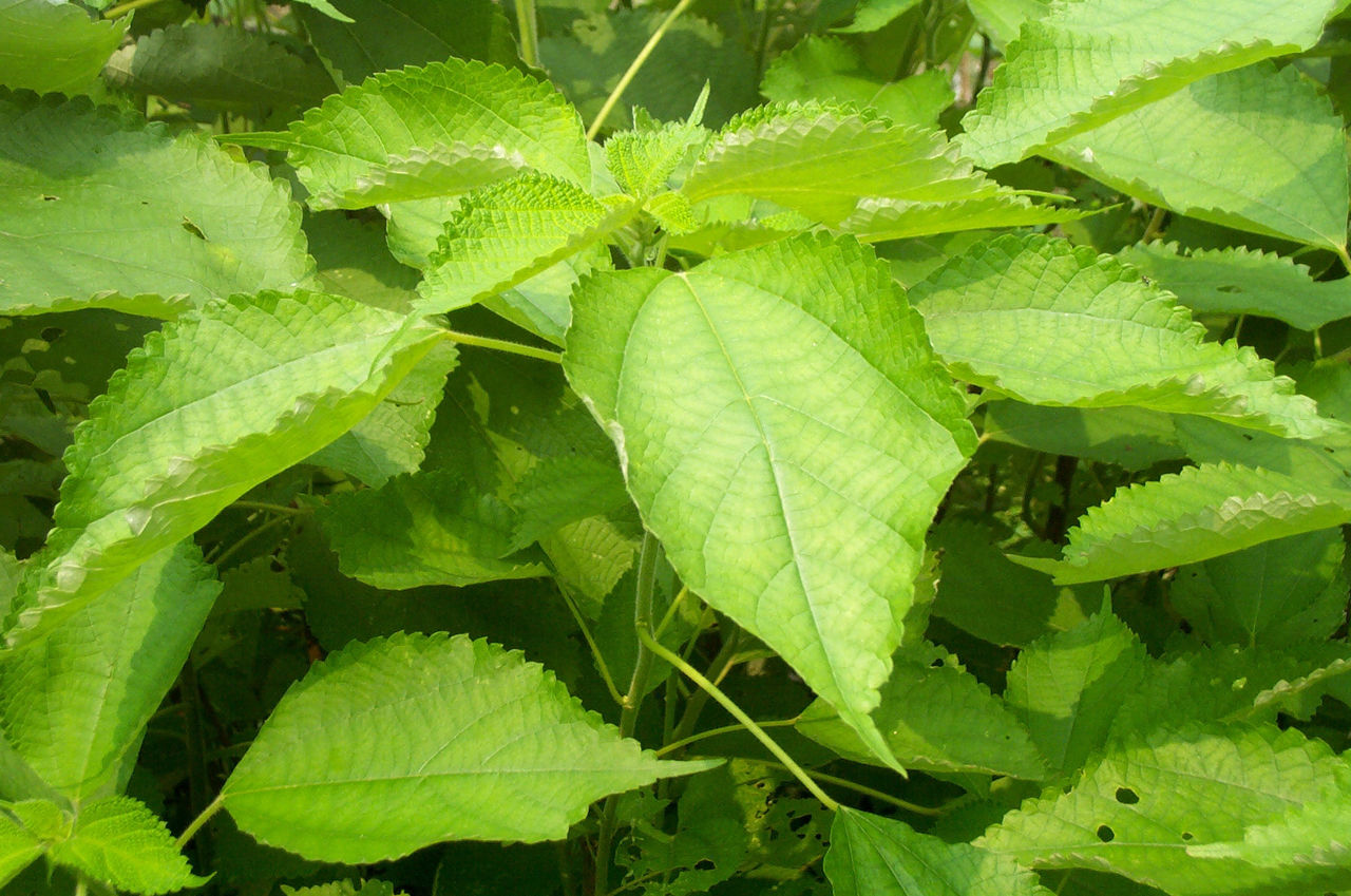  a target="_blank" href="/item/荨麻">荨麻 /a>科苎麻属亚灌木或