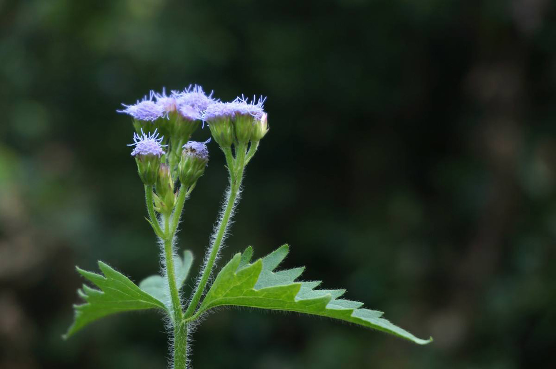 一年生草本,高50-100厘米,有时又不足10厘米.
