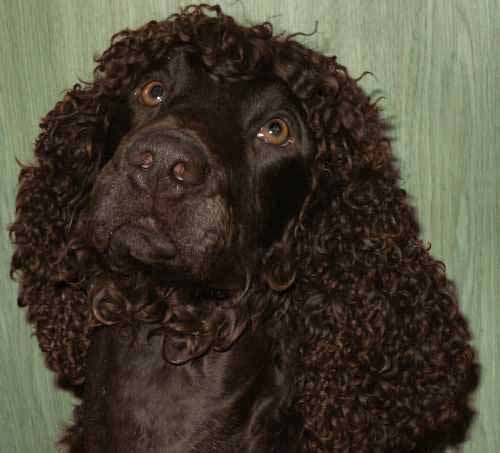  p>爱尔兰水 a href="#">猎犬 /a>是一种漂亮的,结构坚固的运动犬