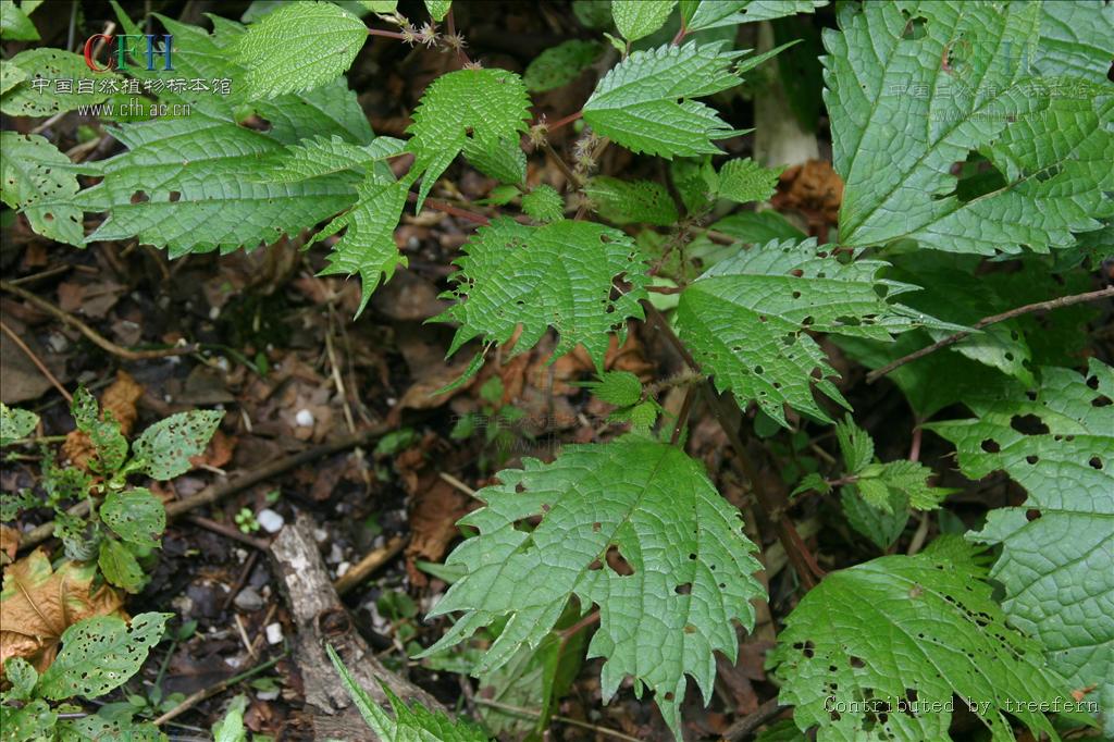  p>阴地苎麻是 a target="_blank" href="/item/荨麻科/7723308" data