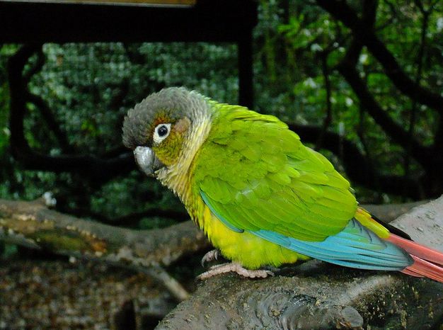 暗色锥尾鹦鹉