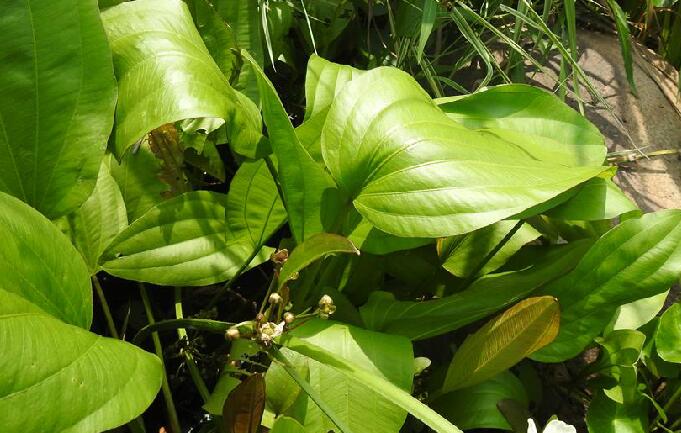 是泽泻科泽苔草属植物,多年生水生草本.