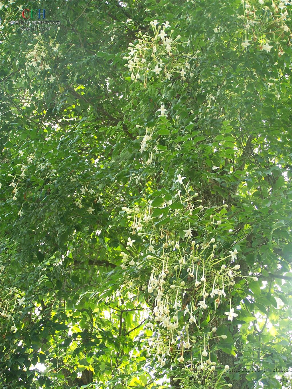  p>老鸦烟筒花属(拉丁学名:millingtonia l. f.