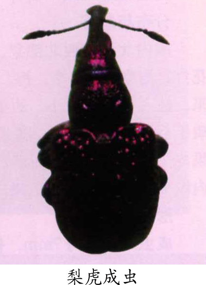 rhynchites foreipennis