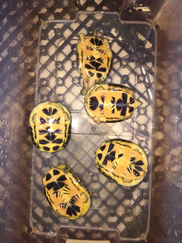  p data-id="go02dnvmwp">潘氏闭壳龟(学名: 