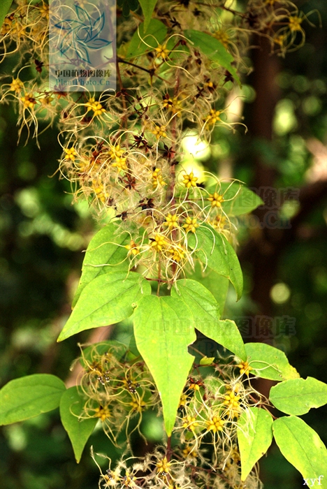  p>钝萼铁线莲(学名: b>clematis /b>  b>peterae /b> hand.-mazz.