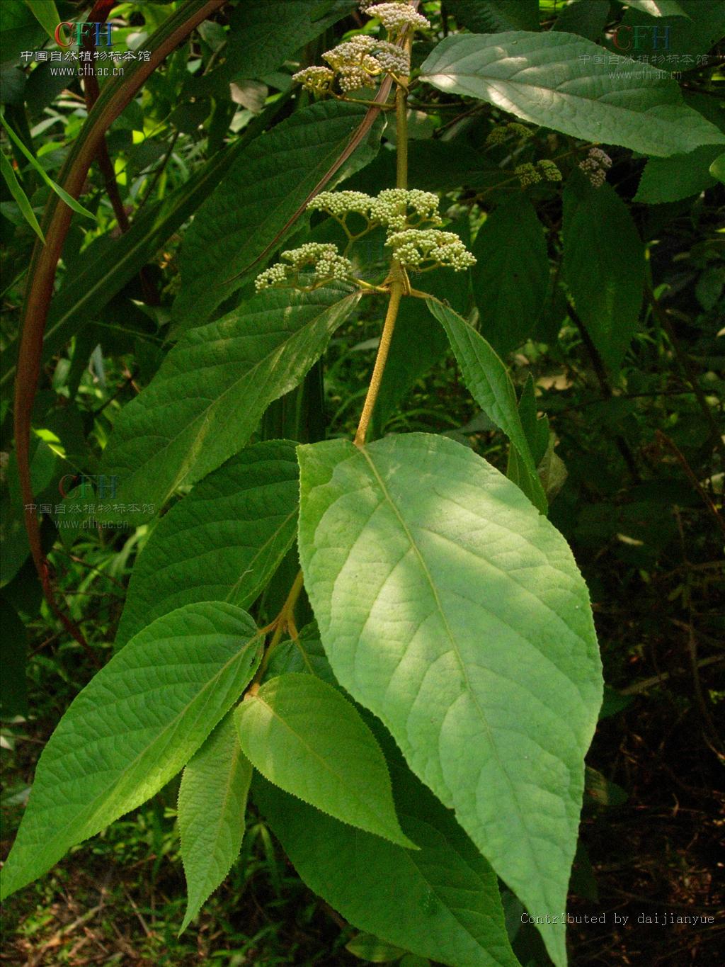 裸花紫珠的做法(裸花紫珠药用部位)