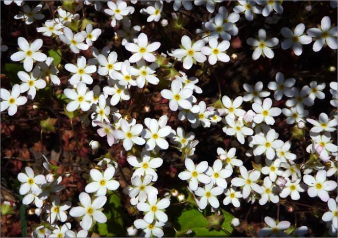 疏花康定点地梅